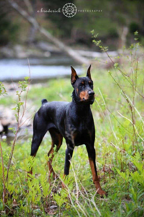 Gunther. Impressive, huh? And so well-behaved.