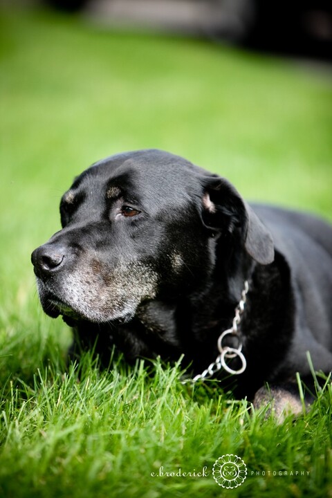 Can't forget the family pooch--Barkley. What a cool dog--he was such a good boy.